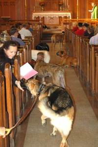 Dogs waiting to be blessed at St. Paul's.